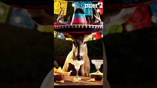 Happy Cinco de Mayo! #Whitetail #Deer