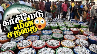 Kasimedu Fish Market 2022 | காசிமேடு மீன் மார்க்கெட் | Wholesale Fish Market in Chennai