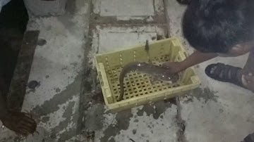 Câu tôm dính cá ngát, cá quát  hugo (tập 3)