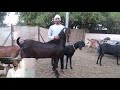 Beetal Goats for sale at SKY GOAT CLUB| Baramati|Marathi