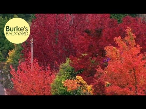 Burke's Backyard, Best Autumn Trees