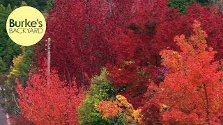 Burke's Backyard, Best Autumn Trees Net Worth