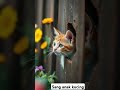 #kucinganggoralucudanimut #kucing #kucingbelangtiga #kucingkampung #kucinglucu