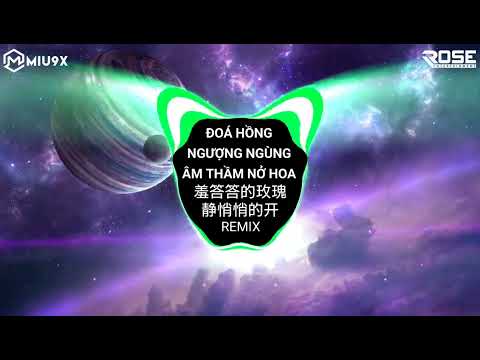 Đoá Hồng Ngượng Ngùng Âm Thầm Nở Hoa Remix | 孟庭苇 - 羞答答的玫瑰静悄悄的开 || Nhạc Hot TikTok Douyin 2023