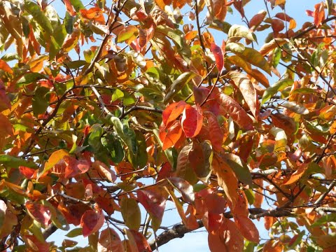 五木の子守歌   フォレスタ   Foresta