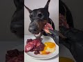 ASMR🦻生肉を食べるドーベルマン #doberman #dogeating #咀嚼音 #eatingsounds #犬ご飯 #ドーベルマン