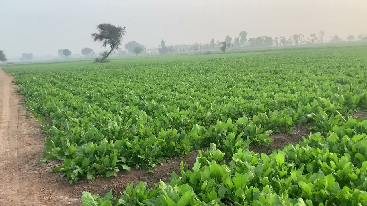 Imran khan. 25 December 2025