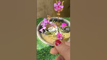 शमी पत्र में हल्दी का उपाय करें कभी संपदा की कमी नहीं होगी #pradeepmishrajidhankeupay #shorts