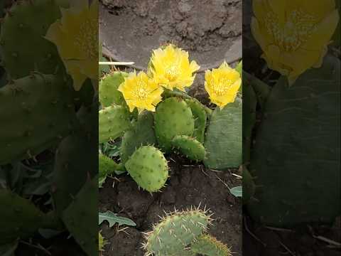 КАКТУСИ🌵РОЗКВІТЛИ В МОЄМУ САДУ #українасьогодні #flowers #кактус #cactus #kaktus #мійсад #mygarden