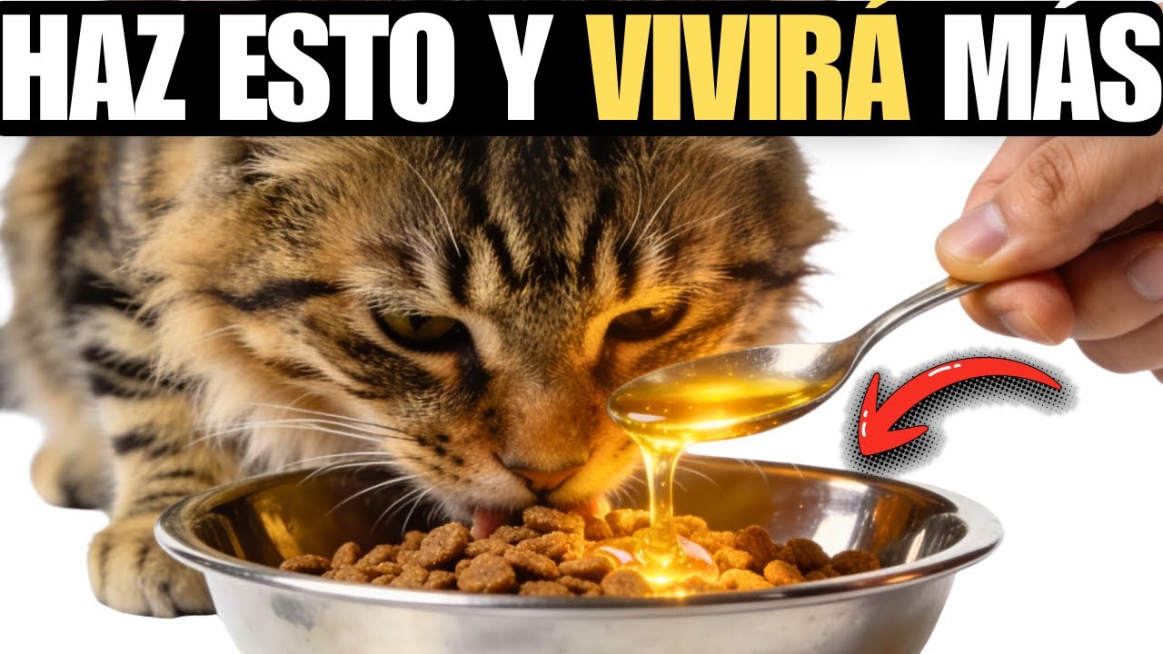 Te ENSEÑO Qué Hacer Para Que Tu GATO Viva 3 Años MÁS (Comprobado)