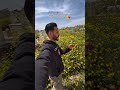 The graves of the martyrs sprouted in flowers🌼❤️|#gaza #shorts #palestine #freepalestine #nobatidao