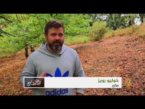 هذا الصباح- شتاء إسبانيا بلا كستناء بفعل وباء نباتي