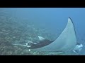 Nova Maldives Dive with Mantas 02 GoPro