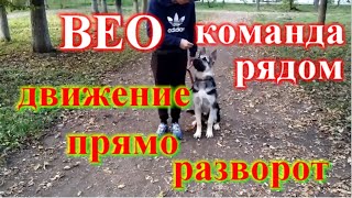 Команда рядом движение, остановка, посадка щенок Восточно европейская овчарка ВЕО часть 1