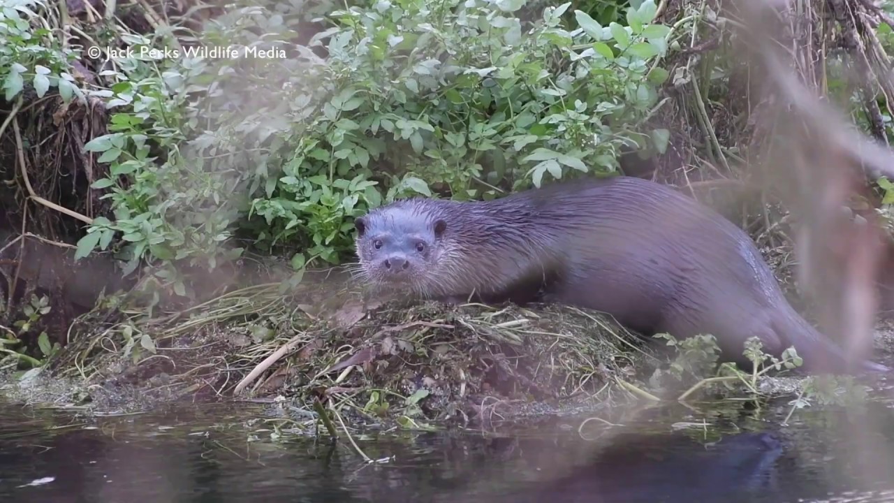 video phone beyonce mp3 Otter and Cub in Norfolk River