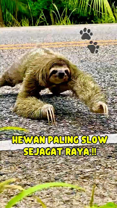 Fakta unik SLOTH : Hewan Paling Slow Sejagat Raya! #shorts