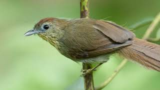 Suara Burung Ciung Air Coreng (Pin-Striped Tit-Babbler)