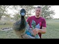 The hardest part about having emus in your yard…