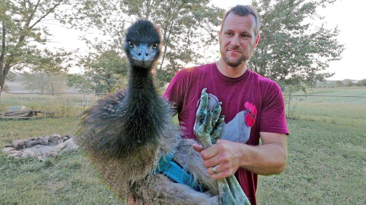 The Hardest Part About Having Emus In Your Yard…