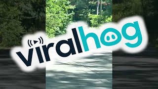 Three Bear Cubs Play on Road With Mom Nearby || ViralHog