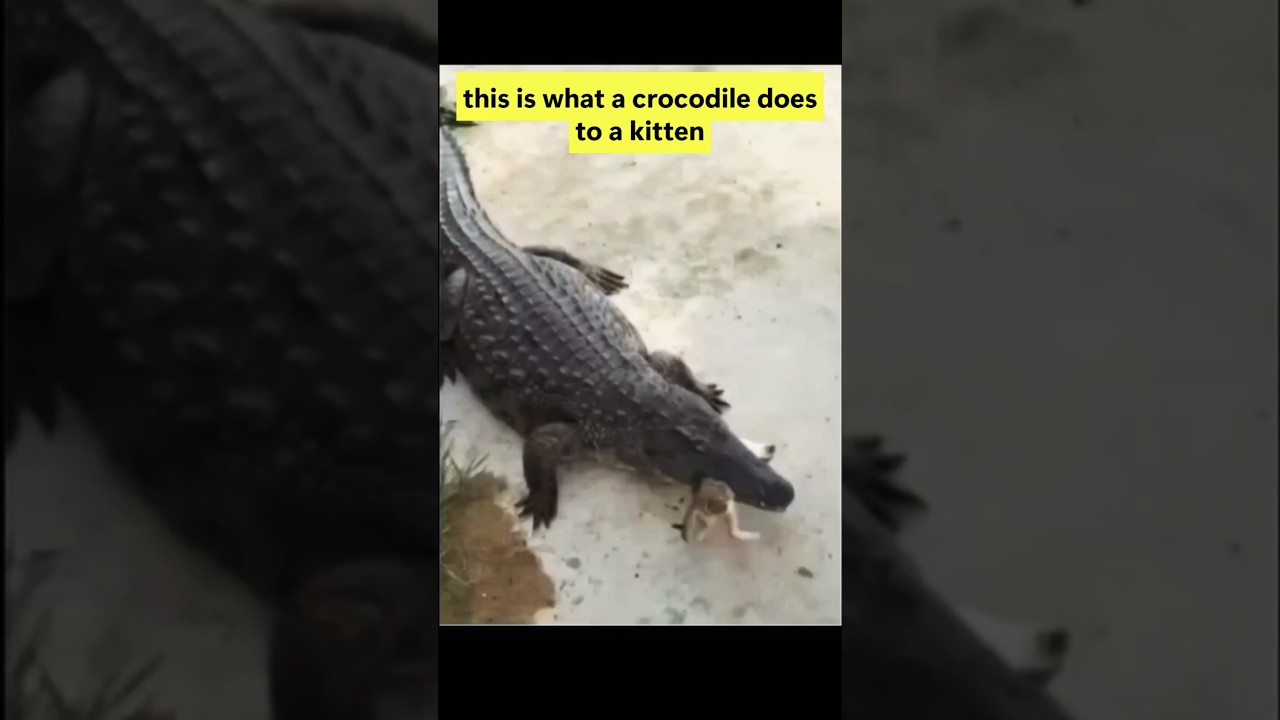 UNBELIEVABLE! Crocodile DEVOURS Cat in Seconds! 🐊🐱