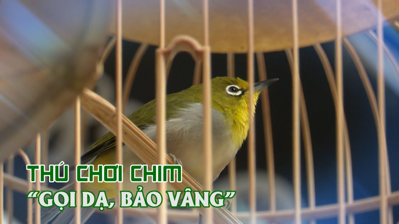 Độc đáo thú chơi chim vành khuyên | VTC16