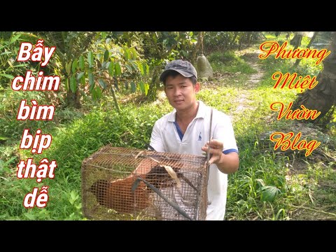 Video Đi bẫy chim bìm bịp - youtube