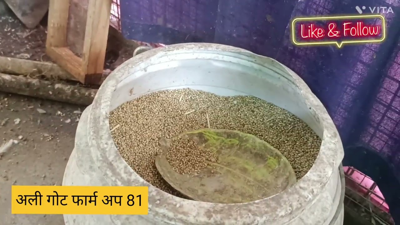 सब परिंदे हो रहे हैं सेल बहुत सस्ते बहुतअच्छे