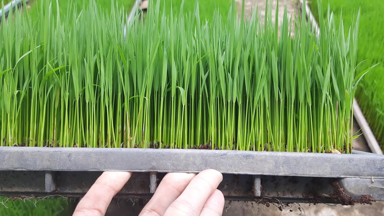 Small rice fields | Review Mini rice fields - YouTube