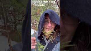 The Maine bog witch.. pine needles tea #forging #bogwitch #maine #wildfood