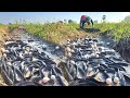 OMG unique  -A farmer catches a lot of fish and collects eggs in the rice fields using a machine.