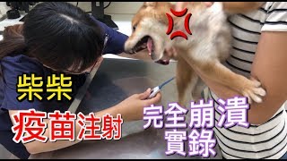 柴犬第二劑疫苗施打反應超級激動The second dose of Shiba Inu vaccine, the reaction is super crazy柴犬柚醬 醬拔頻道