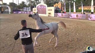 N 34 GHALIA AL TAF – Yearling Fillies Class 1C   Al Marasem Rabab AH Championship 2026
