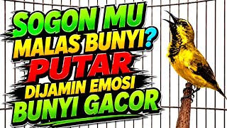 Penggacor seketika‼️ Pancingan sogon agar emosi bunyi gacor