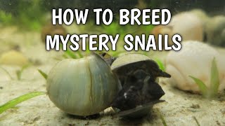 HOW TO BREED MYSTERY SNAILS