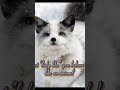 look like a fox