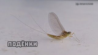 Подёнки. Древние насекомые со странными особенностями в  природе и аквариуме. // Clever Cricket
