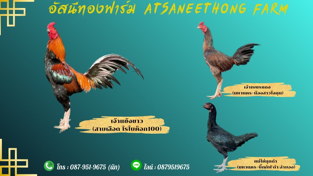 โรโบค็อกXไลน์บรีดมหานคร | อัสนีทองฟาร์ม