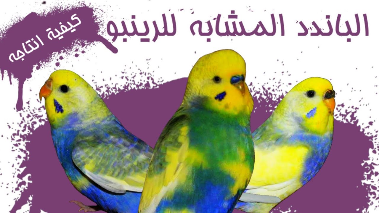 الباندد المشابه للرينبو