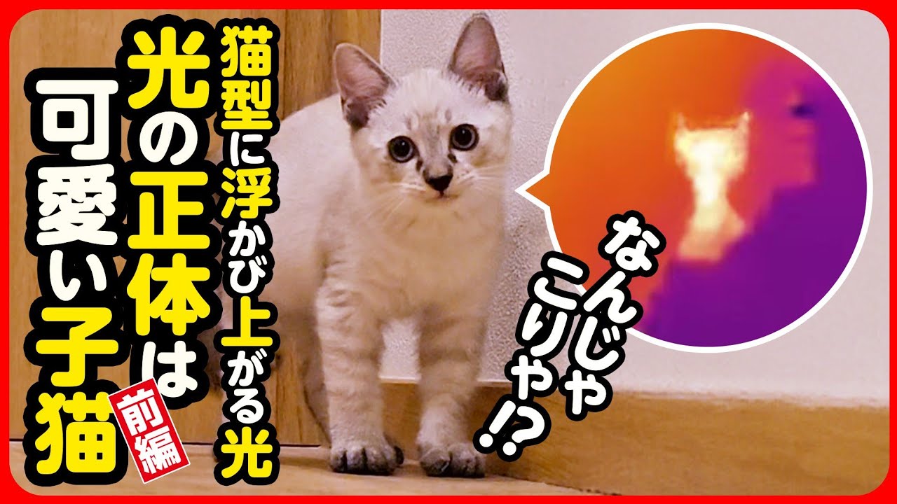 Kitten rescue] A kitten running away in the dark Successfully