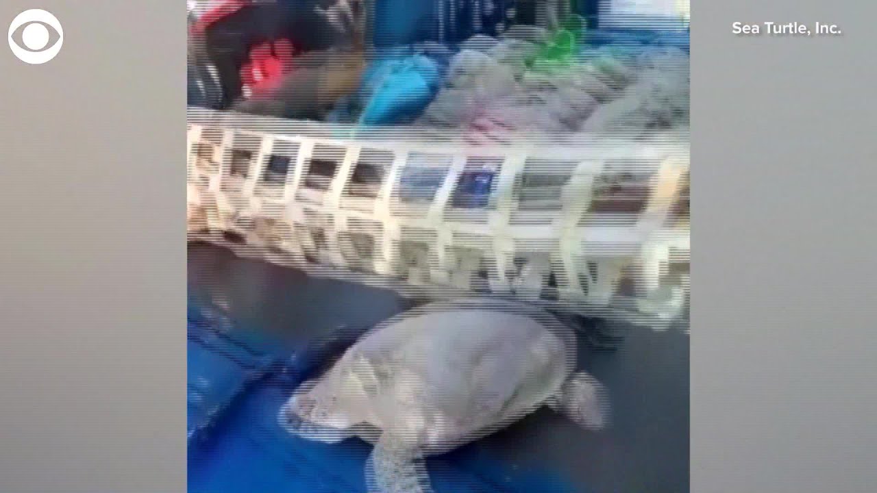 WEB EXTRA: Rescued Sea Turtles Released Into Gulf of Mexico - YouTube
