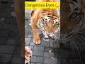 Dangerous Eyes Of Tiger Shorts Viral Lion New Baby Beautiful 