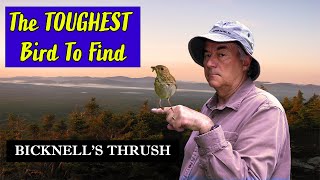 BICKNELL'S THRUSH  The Hardest Bird to Find in Maine