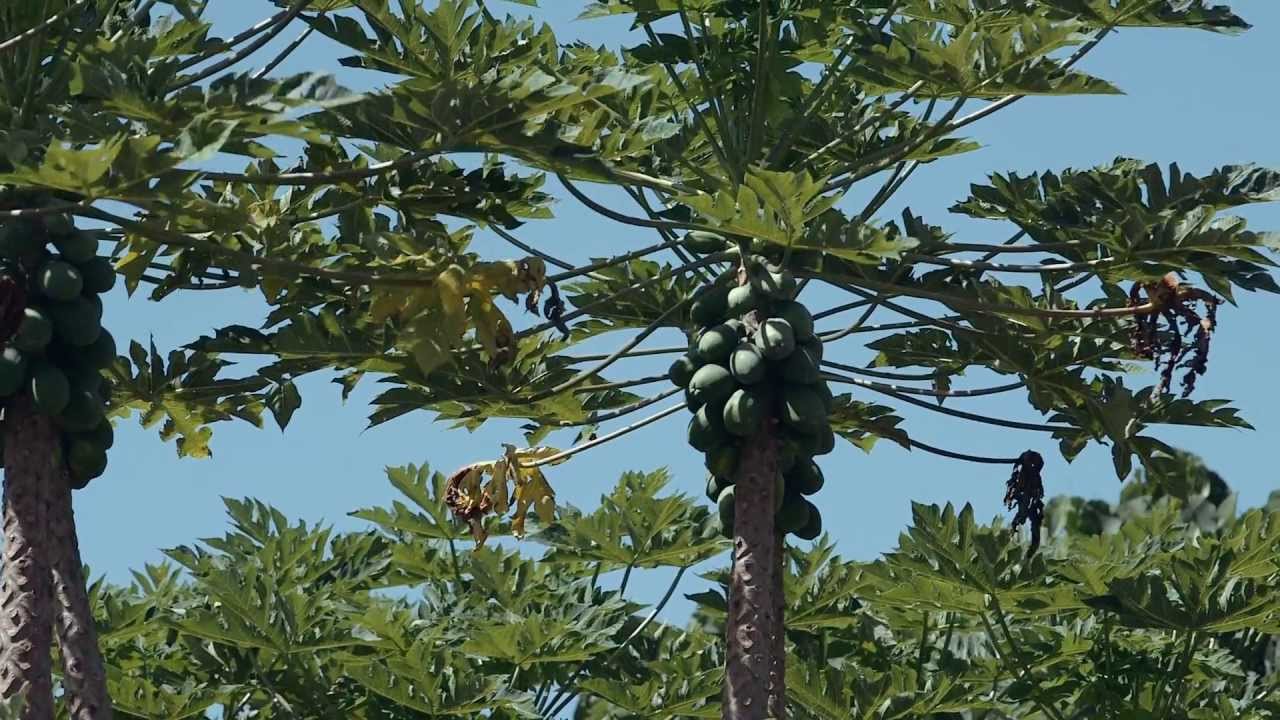 Hawaii Snapshot Dennis Gonsolves Big Island Papaya YouTube