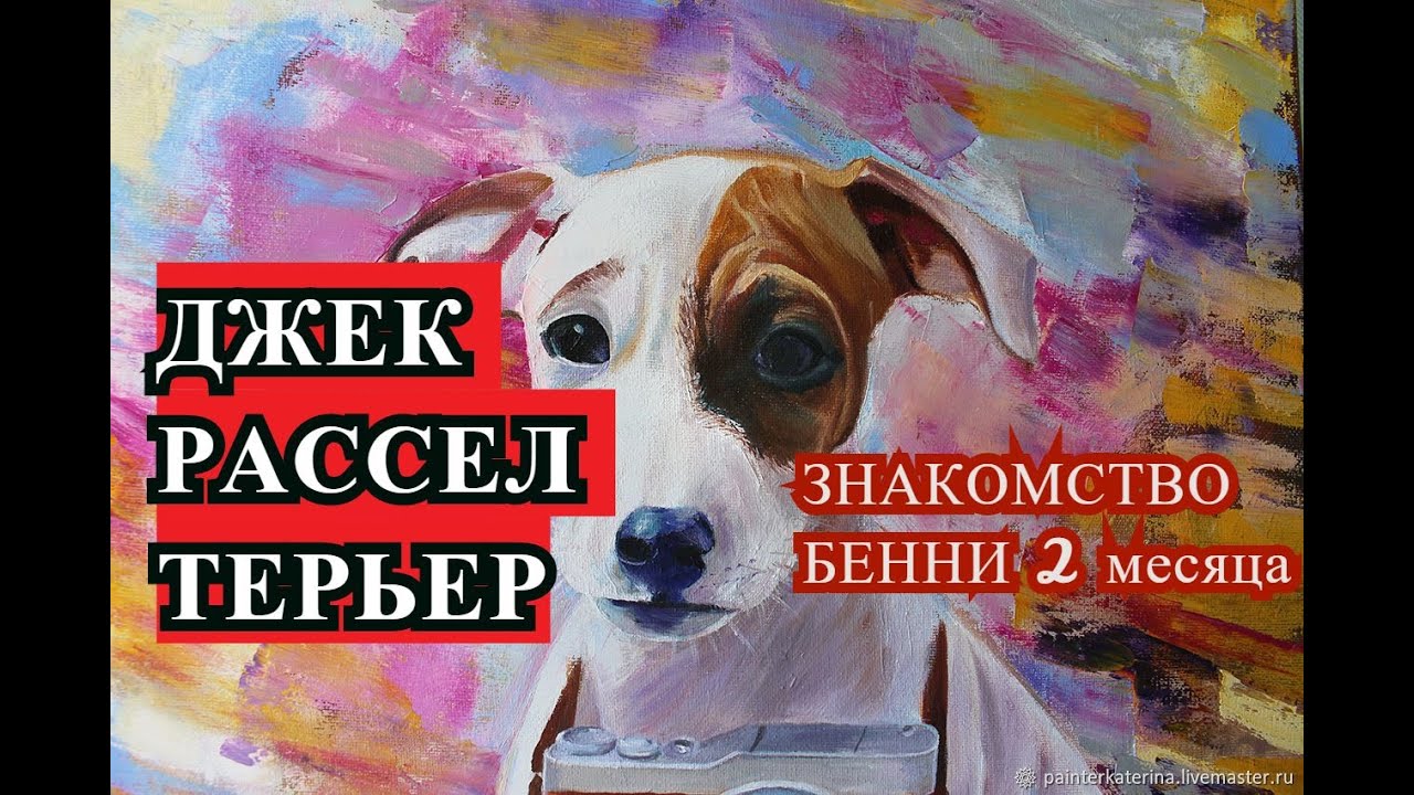Звери клип с бентли