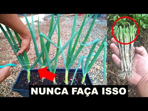 Vídeo: Como lidar com uma mosca da cebola em um canteiro de jardim