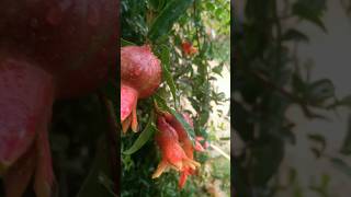 my garden 🏡😍#_shorts #nature #_trending #gardening #garden @green_city-0001