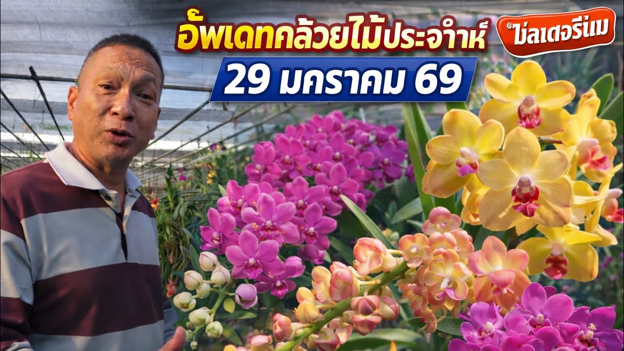 อัพเดทกล้วยไม้ประจำสัปดาห์ 29 มกราคม 69 แหล่งรวบรวมกล้วยไม้ คุณภาพดี