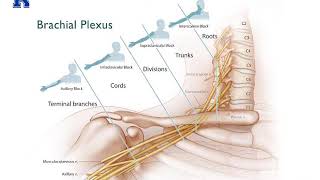 Upper Extremity Nerve Blocks 2020 - (Dr. Bauereis)