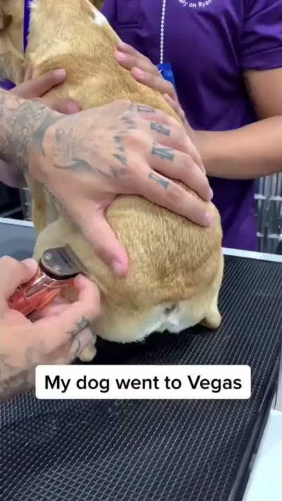 Anjing Membuat Tato #shorts